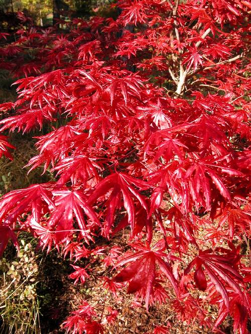 An outstanding and magnificent small maple (Acer shirasawanum 'Trompenburg')